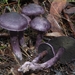 Cortinarius austroviolaceus - Photo (c) Beau Meister, some rights reserved (CC BY), uploaded by Beau Meister