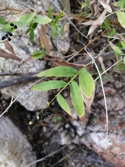Lasiacis ruscifolia