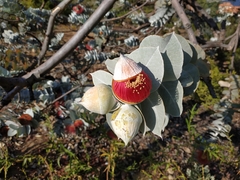 Eucalyptus macrocarpa