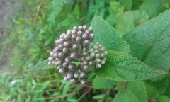 Aristeguietia lamiifolia
