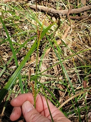 Carex bichenoviana