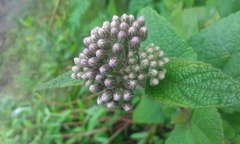 Aristeguietia lamiifolia
