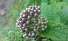 Aristeguietia lamiifolia