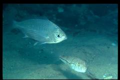 Torquigener pleurogramma