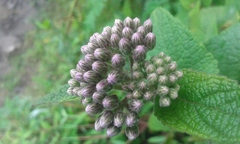 Aristeguietia lamiifolia