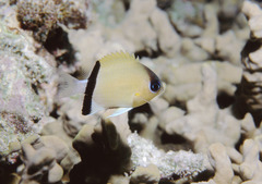 Pycnochromis retrofasciatus