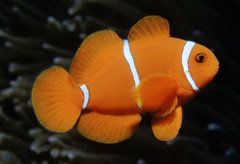 Amphiprion biaculeatus