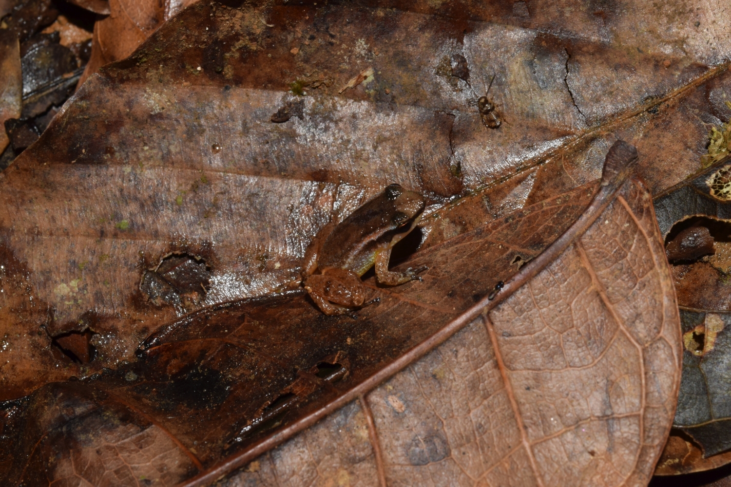 Anomaloglossus baeobatrachus (Boistel & Massary, 1999)