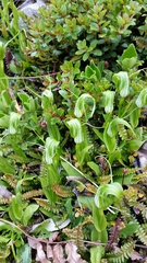 Pterostylis oliveri
