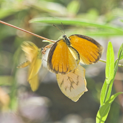 Tailed Orange photo 2