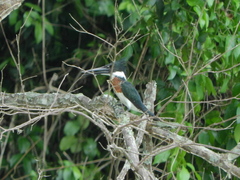 Chloroceryle amazona