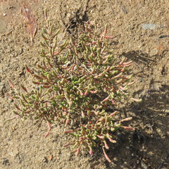 Tecticornia halocnemoides