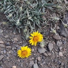 Chaetanthera chilensis
