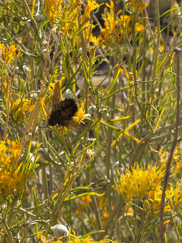 Unknown species found near Pa'rus Trail, Springdale, UT, US