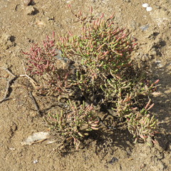 Tecticornia halocnemoides