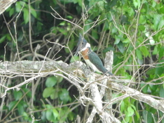 Chloroceryle amazona