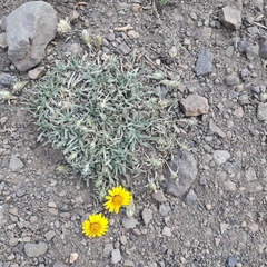 Chaetanthera chilensis