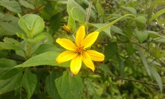 Hymenostephium quitensis