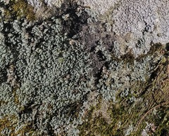 Cladonia petrophila