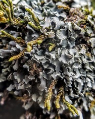 Cladonia petrophila