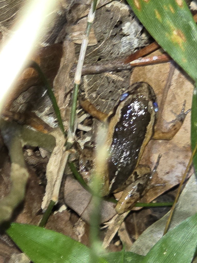Kwet's Nest-Building Frog