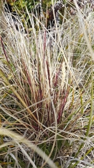 Poa alopecurus