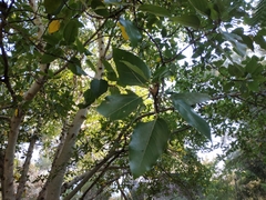 Ficus racemosa