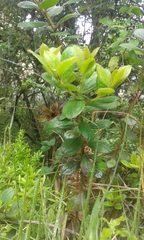 Dasyphyllum