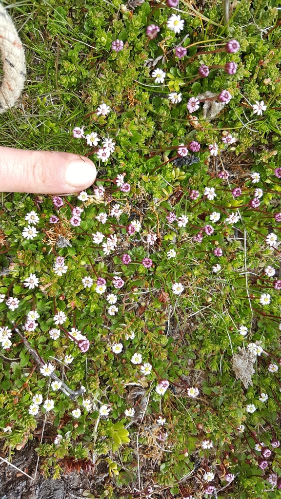 Dwarf daisy
