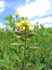 Crotalaria micans