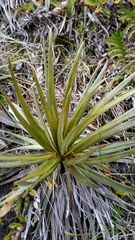 Celmisia armstrongii