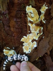 Skeletocutis amorpha