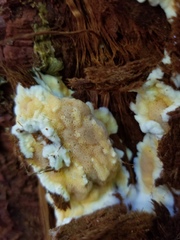 Skeletocutis amorpha