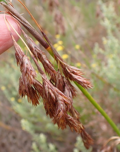 Eastern Thatchreed (Thamnochortus glaber)