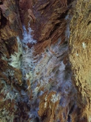 Skeletocutis amorpha