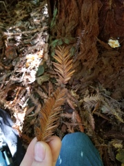 Skeletocutis amorpha