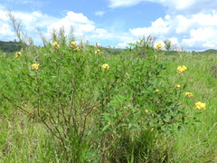 Crotalaria micans