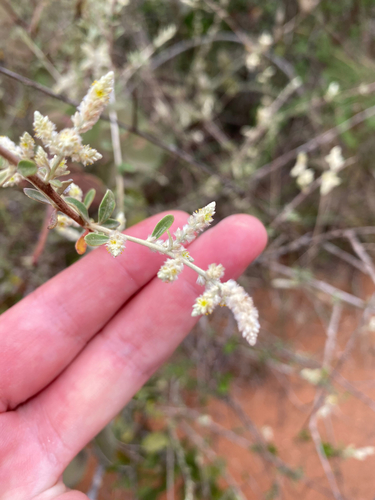 Ouret triangularifolia image