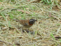 Zonotrichia capensis