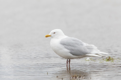 Larus glaucoides glaucoides