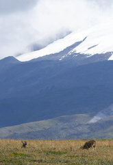 Odocoileus virginianus ustus