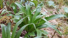 Dolichoglottis scorzoneroides