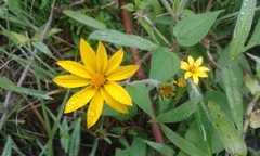 Hymenostephium quitensis