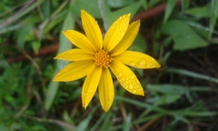 Hymenostephium quitensis