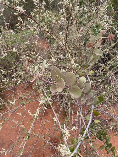 Ouret triangularifolia image