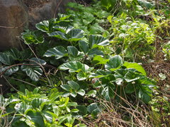 Angelica hirsutiflora