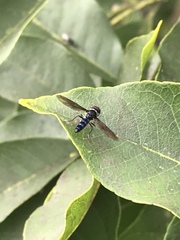 Ocyptamus dimidiatus