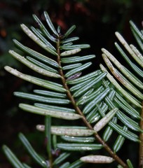 Uredinopsis pteridis