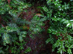 Uredinopsis pteridis