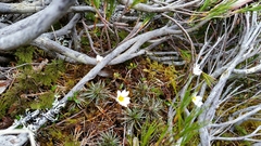 Celmisia laricifolia